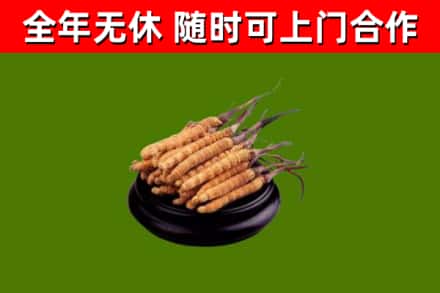 五家渠烟酒回收冬虫夏草.jpg