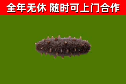 五家渠烟酒回收干海参.jpg